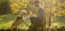 Hundångest och socialisering: Så hjälper du en rädd hund eller valp