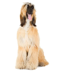 Afghansk Hund med lång, silkeslen päls springer elegant över ett fält