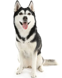 Alaskan Malamute med tät päls och upprätt svans drar släde i snölandskap
