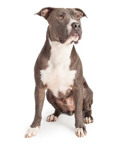 Amerikansk Staffordshireterrier i muskulös pose med fokuserad blick