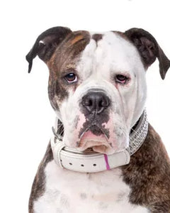 Amerikansk Bulldog – Kraftfull hund med kort päls, bred bröstkorg och vaken blick