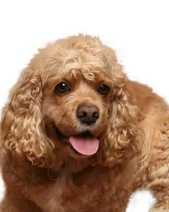 Amerikansk Cocker Spaniel – lång päls och vänlig blick