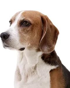Amerikansk Foxhound i profil med slank kropp och hängöron