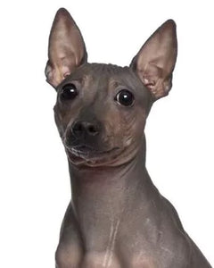 Amerikansk Nakenhund med slät hud och alert blick
