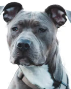Amerikansk Pitbull Terrier i muskulös och alert pose