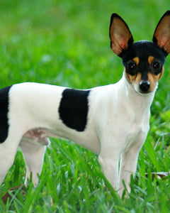 Amerikansk Toy Foxterrier med upprätt öron och pigg blick