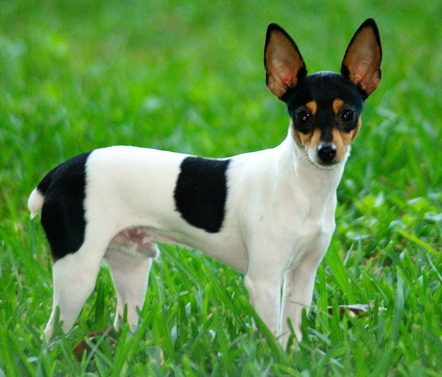 Amerikansk Toy Foxterrier med upprätt öron och pigg blick