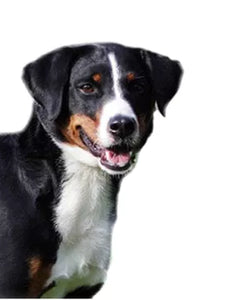 Appenzeller Sennenhund med trefärgad päls i alpmiljö