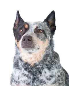 Australian Cattle Dog i arbete – blå päls, vaksam blick