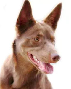 Australian Kelpie i rörelse – brun päls och spetsiga öron