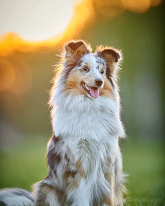 Australian Shepherd i rörelse – merlefärgad päls och fokus