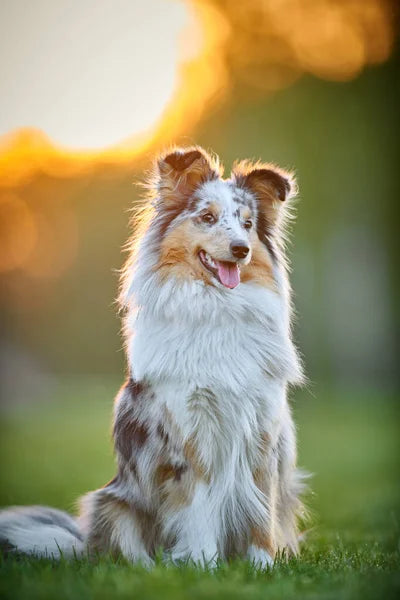 Australian Shepherd i rörelse – merlefärgad päls och fokus