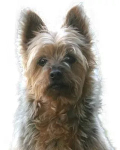 Australian Silky Terrier i sittande profil – liten kropp, lång silkig päls, vaksam blick