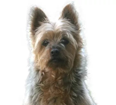 Australian Silky Terrier i sittande profil – liten kropp, lång silkig päls, vaksam blick