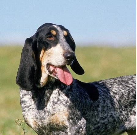 Basset Bleu de Gascogne