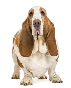 Collection image for: Basset hound