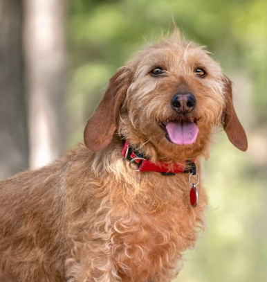 Basset fauve de Bretagne