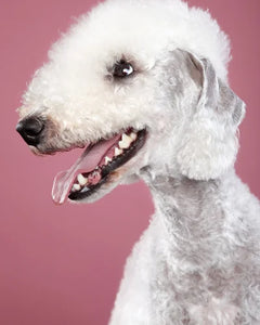 Collection image for: Bedlingtonterrier