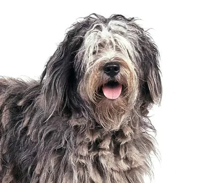 Bergamasco