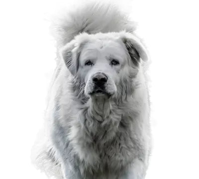 Maremmahund (Maremmano abruzzese)
