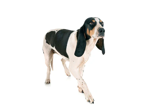 Berner stövare
