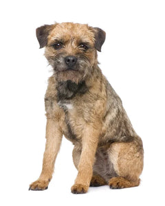 Collection image for: Border Terrier