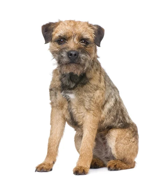 Border Terrier