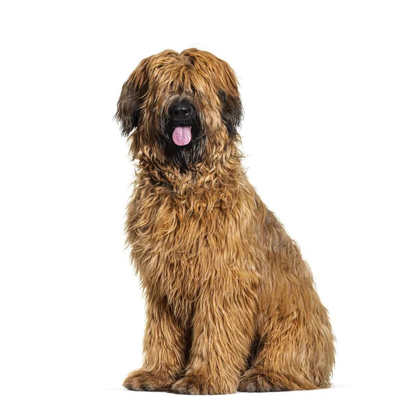 Briard