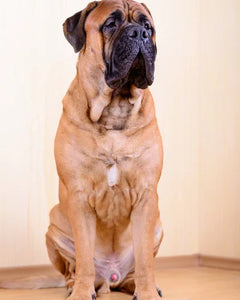 Collection image for: Bullmastiff