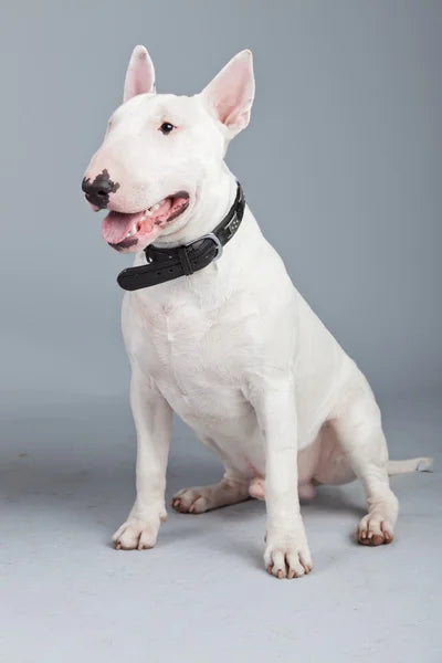 Bullterrier