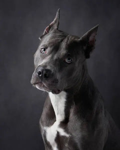 Collection image for: Cane Corso
