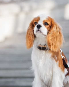 Collection image for: Cavalier King Charles Spaniel