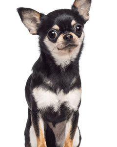 Collection image for: Chihuahua