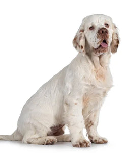 Collection image for: Clumber Spaniel