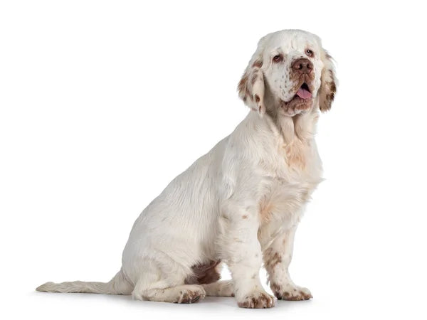 Clumber Spaniel