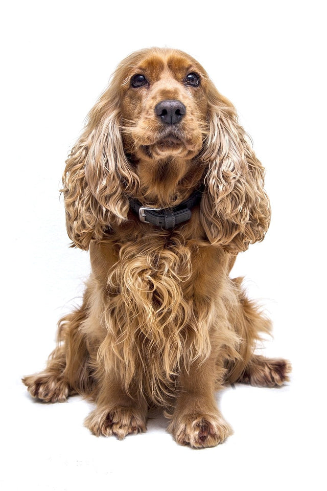 Cocker Spaniel
