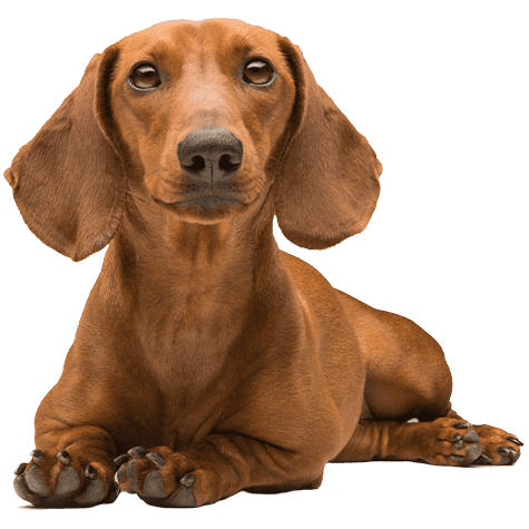 Dachshund