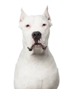 Dogo Argentino i profil – vit päls och kraftfull hållning
