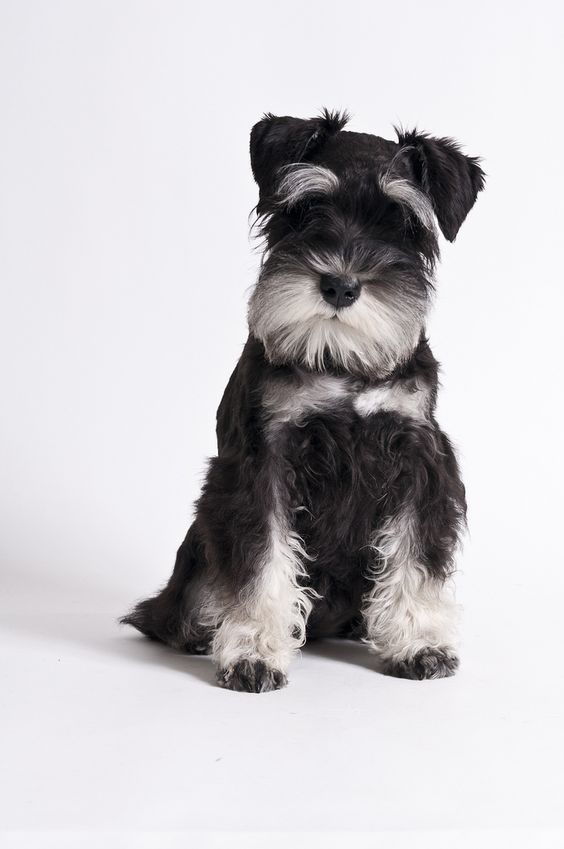 Dvärgschnauzer