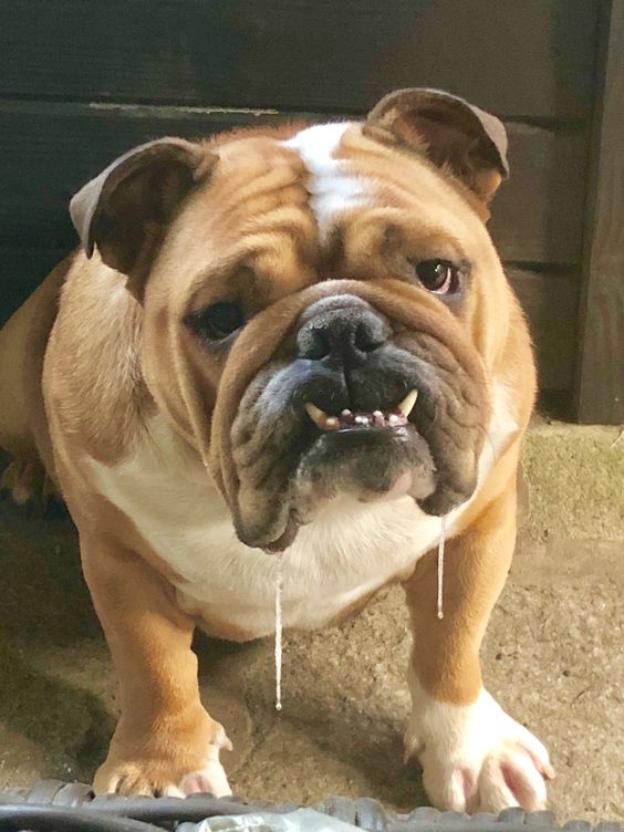 Engelsk Bulldog