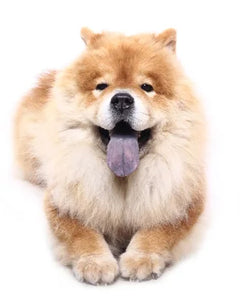 Collection image for: Eurasier