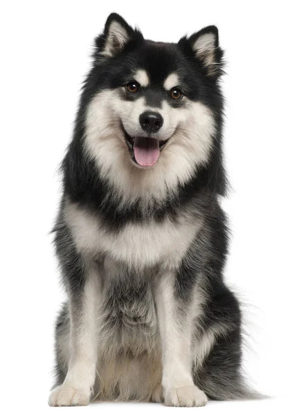 Finnish Lapphund