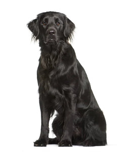 Collection image for: Flat-Coated Retriever