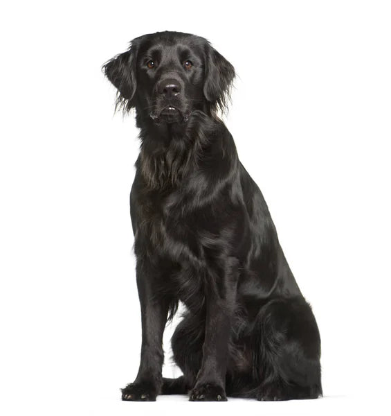 Flat-Coated Retriever