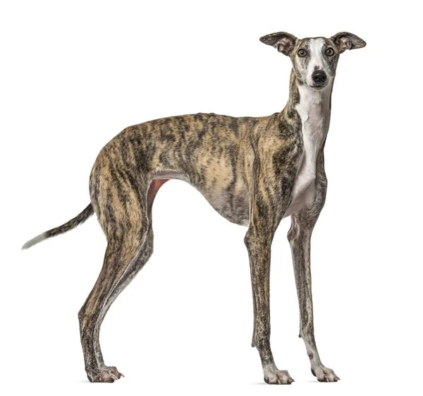Galgo Español
