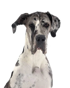 Collection image for: Great Dane
