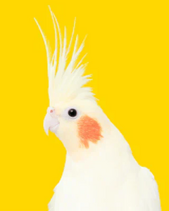 Collection image for: Fågelprodukter