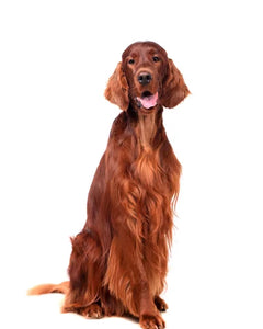 Collection image for: Irish Setter