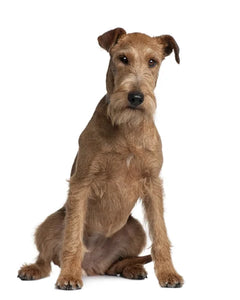 Collection image for: Irish Terrier