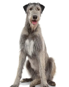 Collection image for: Irish Wolfhound